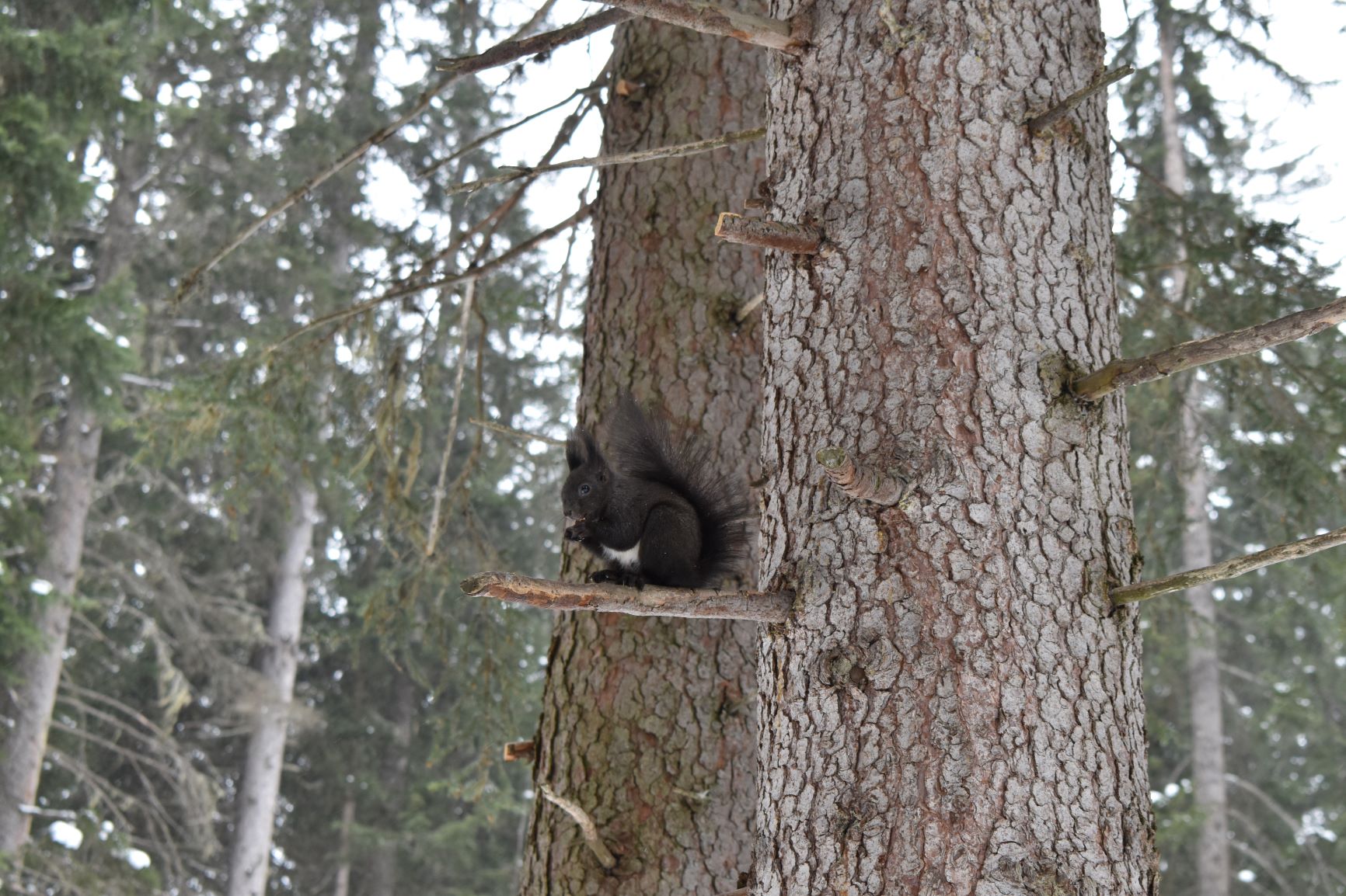 Eichhörnchen in Arosa