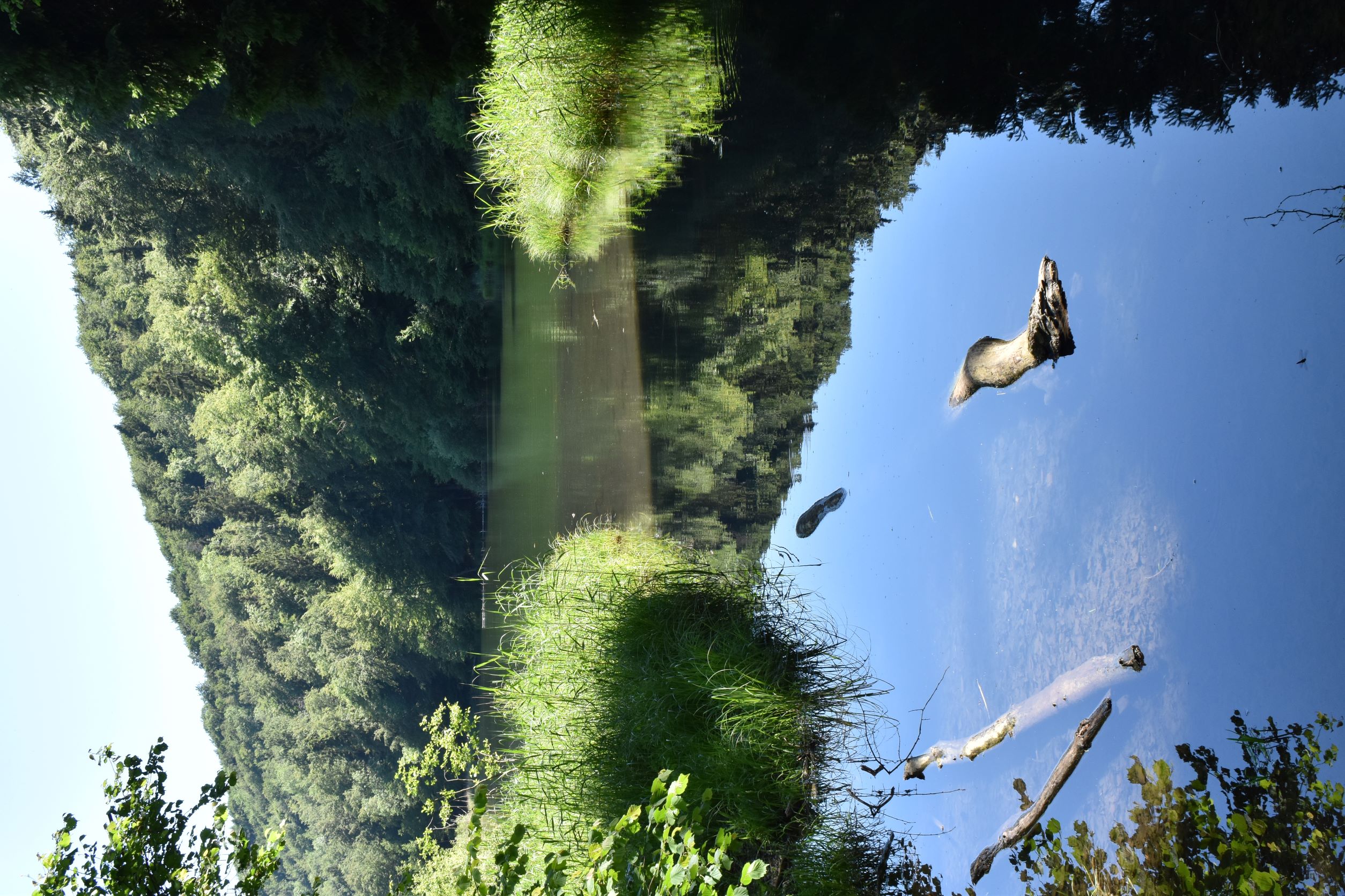 Seerosen im Egelsee