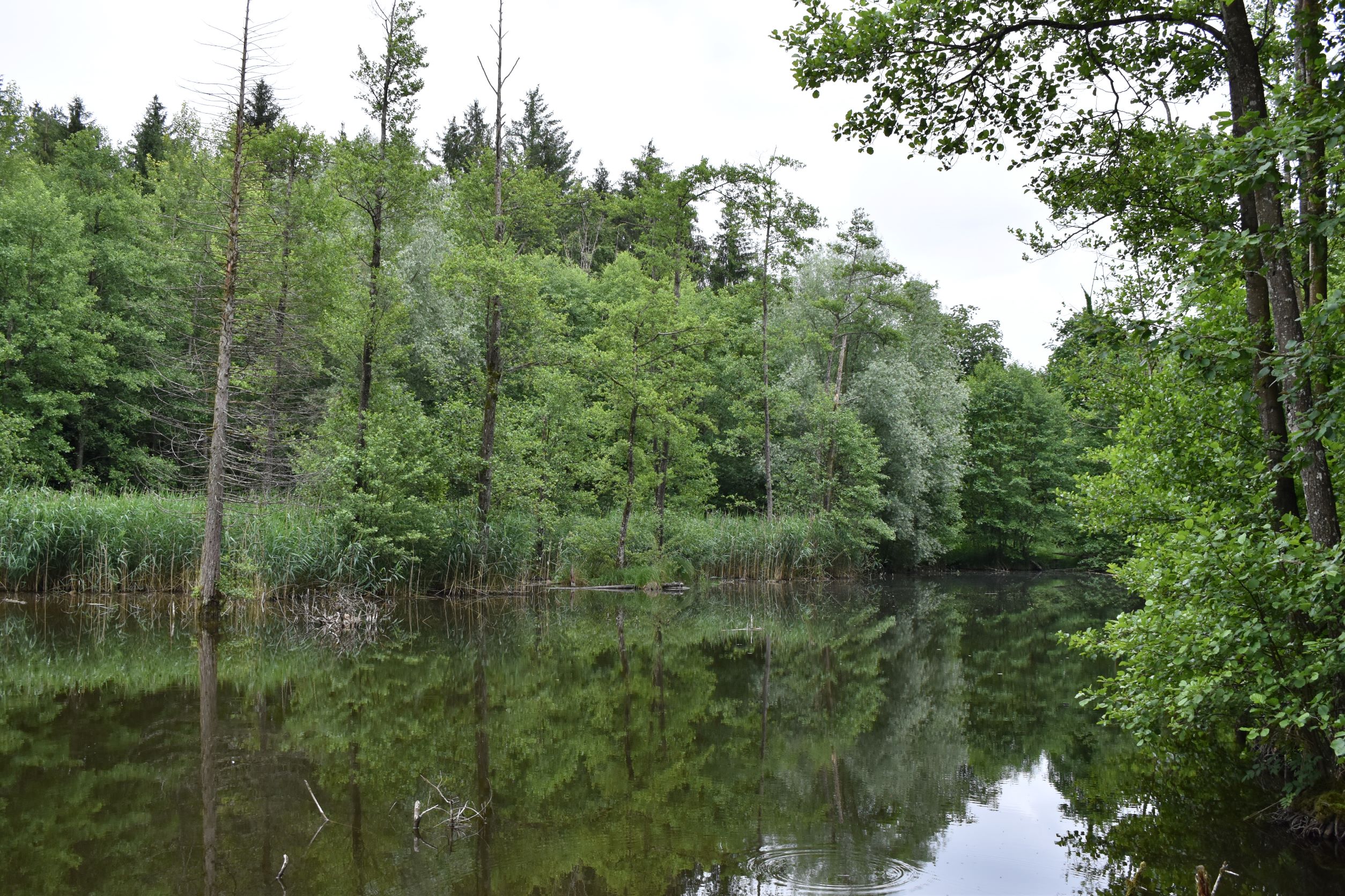 Weiher im Wald