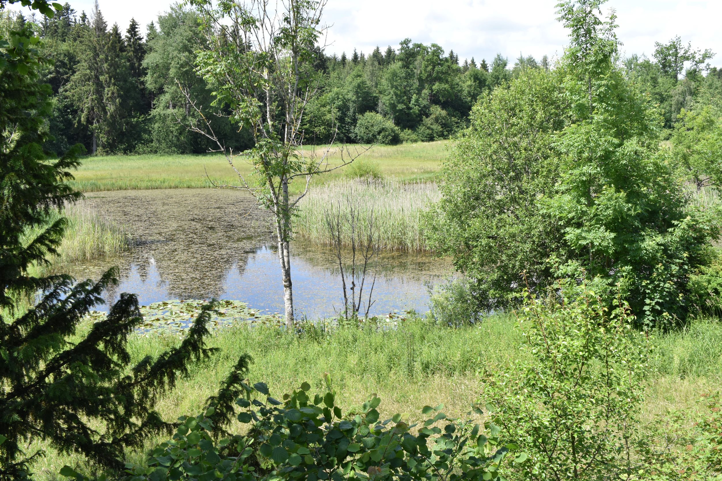 Weiher im Wald