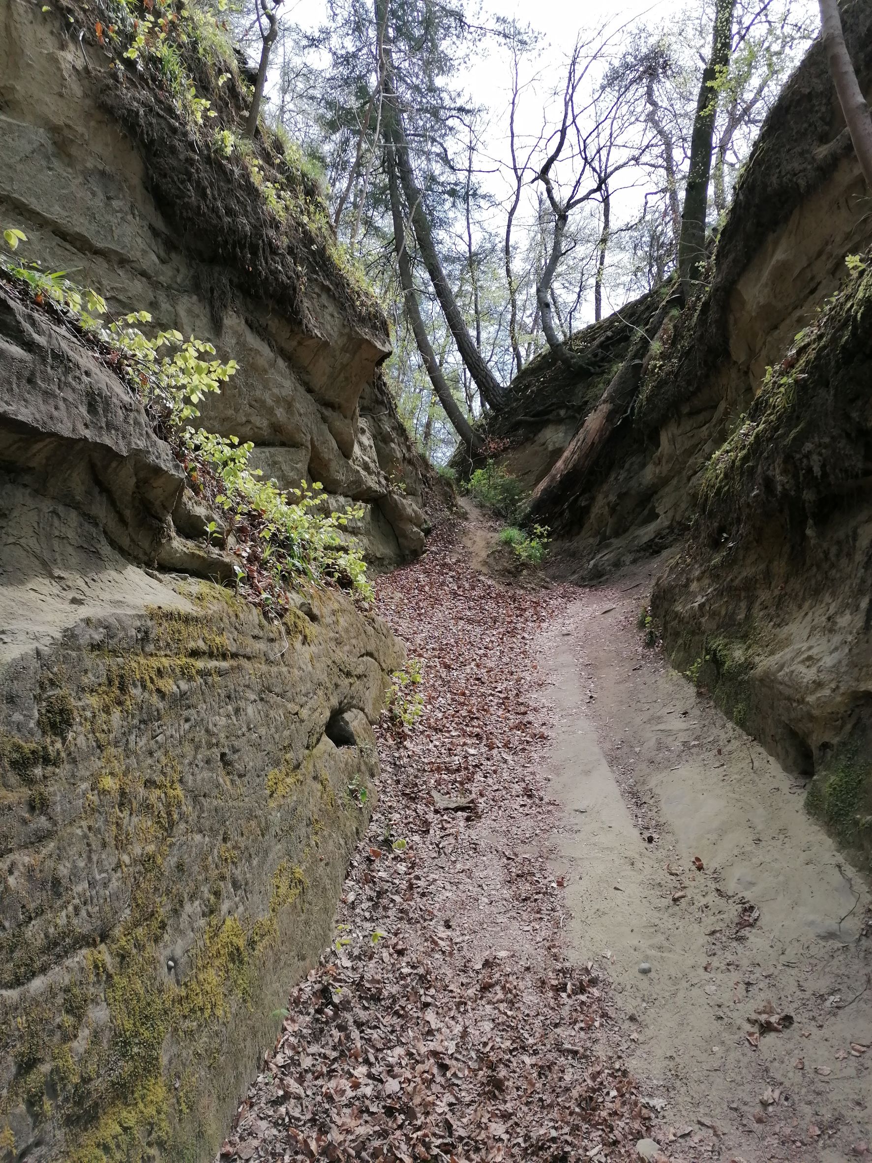 Hohle Gasse bei Waldegg in Burgdorf