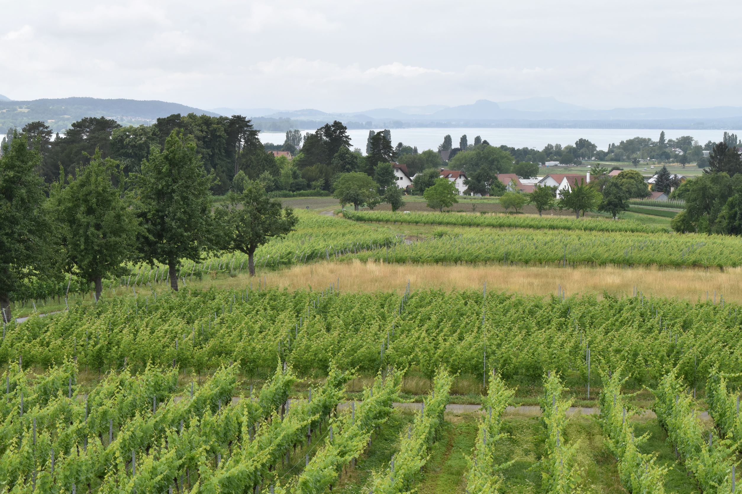 Rebbergen auf Reichenau