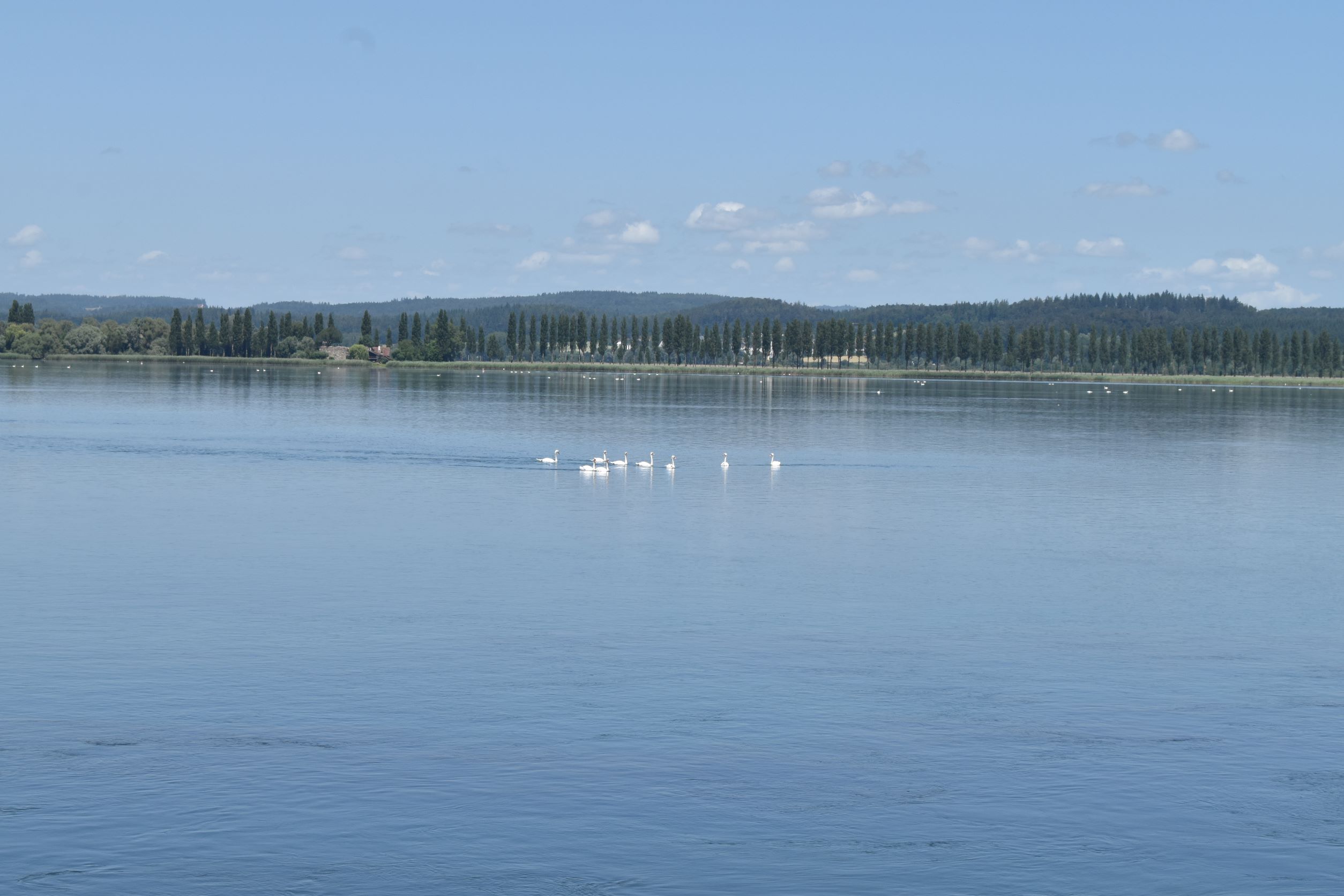 Auf dem Untersee