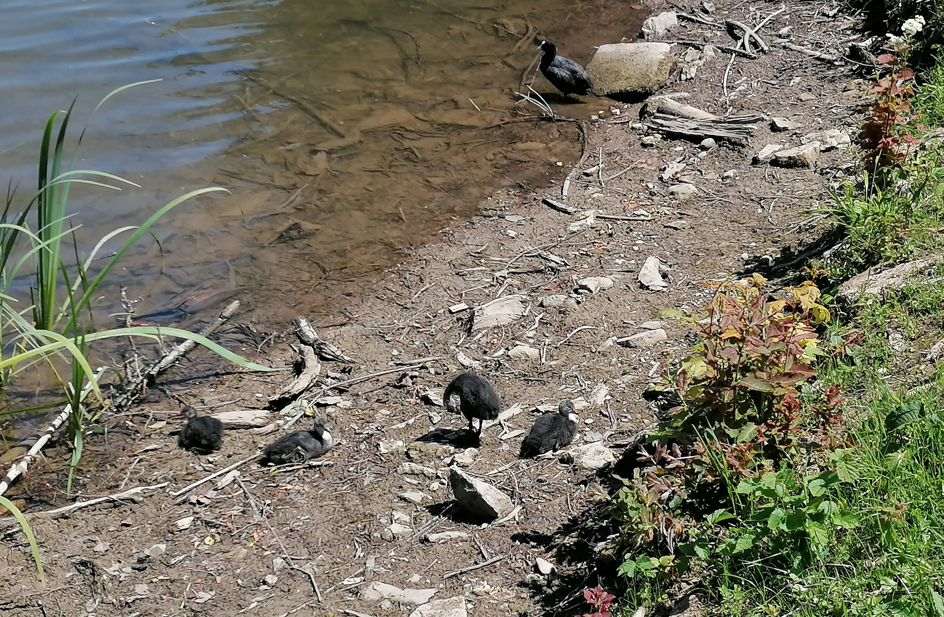 Enten beim Guebsensee